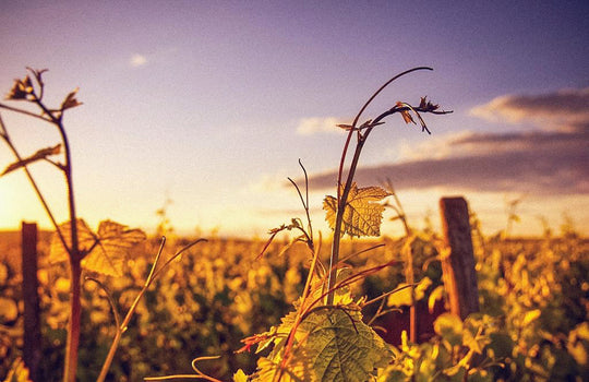 Wein Ruhrgebiet Herne 