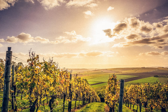 Weine Ruhrgebiet Herne 